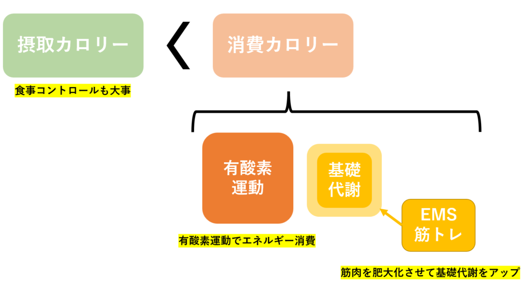 EMSを使った効果的なダイエット方法：筋肉を増やして脂肪を燃焼させ